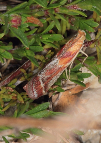 Pyralidae - Ancylosis cinnamomella